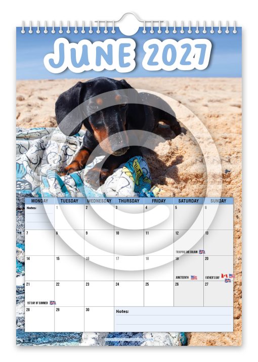 Cheeky Dachshunds Novelty Calendar - Image 7