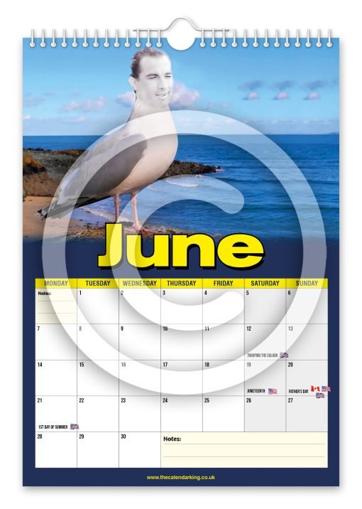 Steven the Seagull Novelty Calendar - Image 7