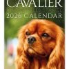 Cavalier King Charles Spaniel Novelty Calendar