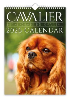 Cavalier King Charles Spaniel Novelty Calendar