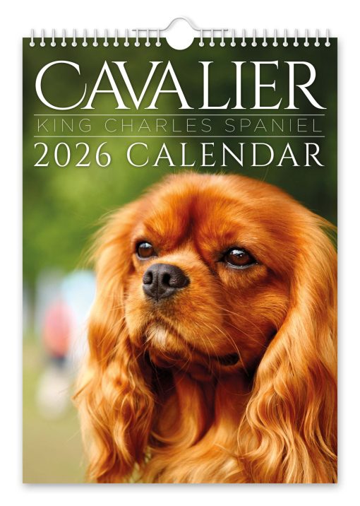 Cavalier King Charles Spaniel Novelty Calendar