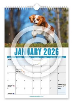 Alternative view of Cavalier King Charles Spaniel Novelty Calendar