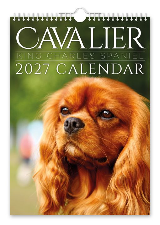 Cavalier King Charles Spaniel Novelty Calendar