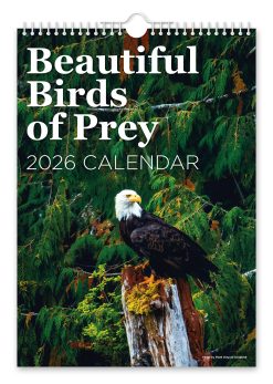 Beautiful Birds of Prey Novelty Calendar