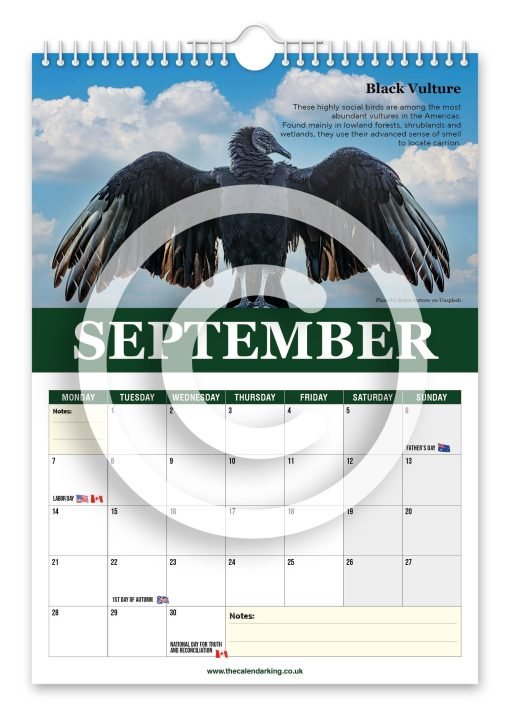 Beautiful Birds of Prey Novelty Calendar - Image 10