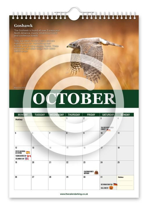 Beautiful Birds of Prey Novelty Calendar - Image 11