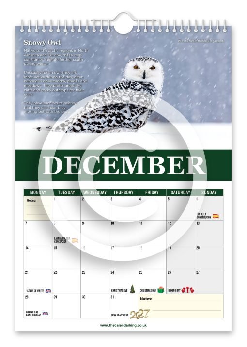 Beautiful Birds of Prey Novelty Calendar - Image 13