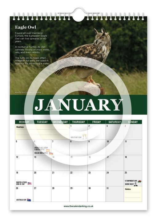 Beautiful Birds of Prey Novelty Calendar - Image 2