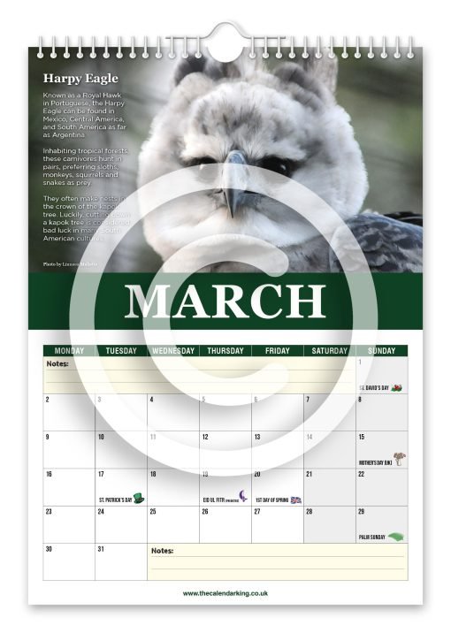 Beautiful Birds of Prey Novelty Calendar - Image 4