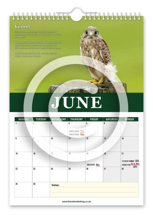 Beautiful Birds of Prey Novelty Calendar - Image 7