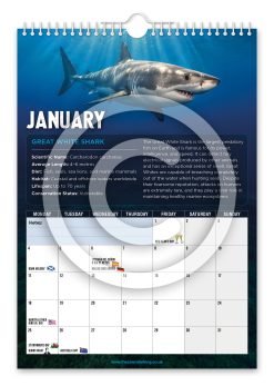 Alternative view of Sharks Novelty Calendar