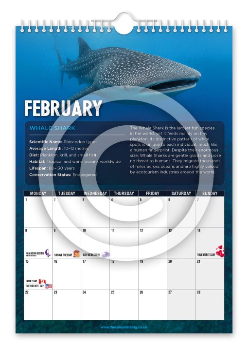 Sharks Novelty Calendar - Image 3