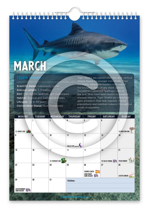 Sharks Novelty Calendar - Image 4