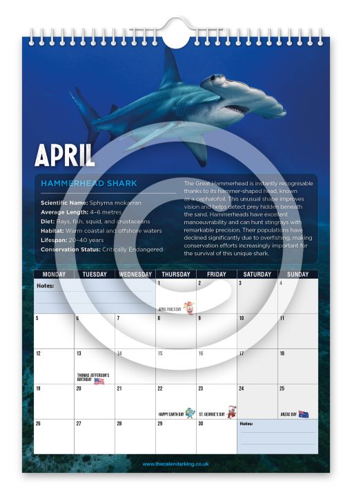 Sharks Novelty Calendar - Image 5