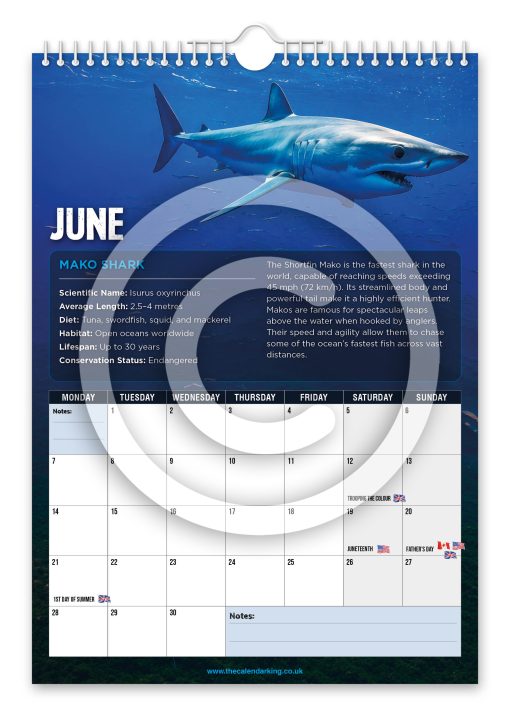 Sharks Novelty Calendar - Image 7