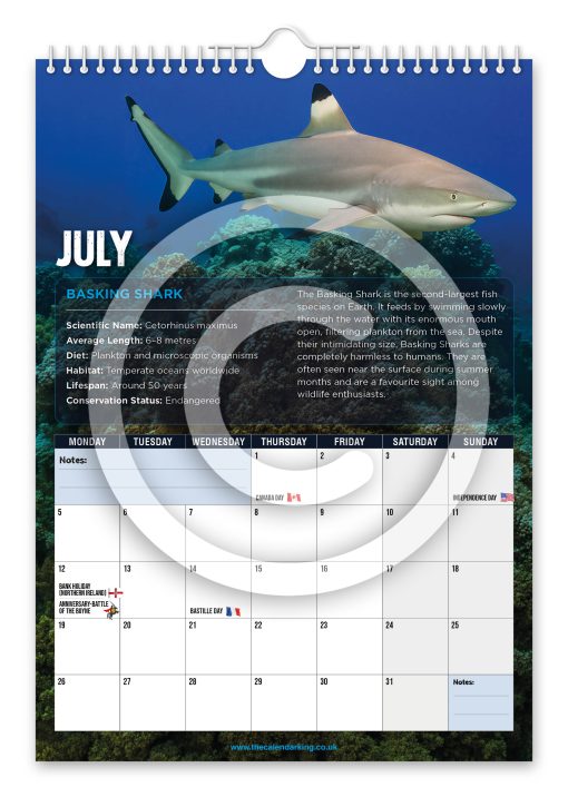 Sharks Novelty Calendar - Image 8