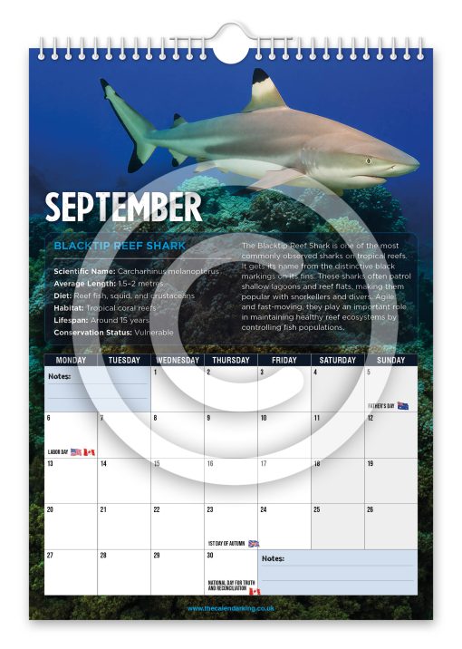 Sharks Novelty Calendar - Image 10